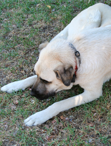Barbara and Jake's dog waiting patiently.